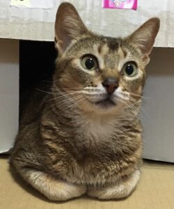 スタッフの猫03