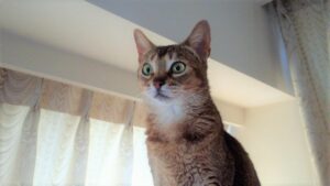 スタッフの猫05