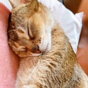 スタッフの猫06