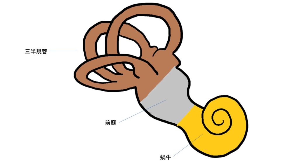 前庭