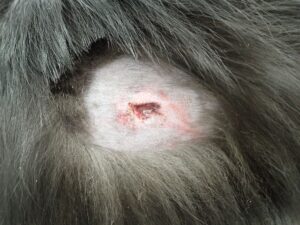 犬に噛まれた犬