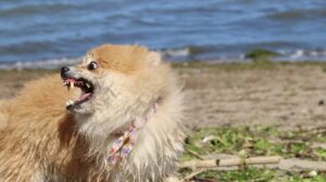 うちの犬がヒトを咬んじゃった！ そんなことも起こるかもしれません。落ち着いて対処しましょう。