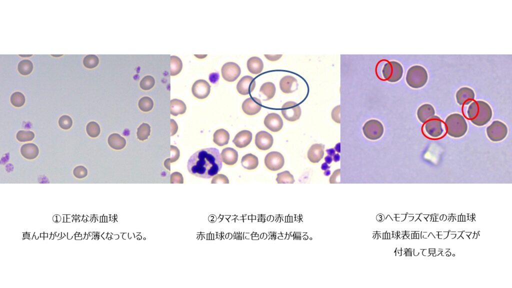 正常、タマネギ中毒、ヘモプラズマ症の赤血球の違い