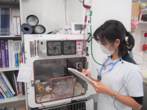 輸血の検査をしているスタッフ