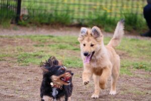 戯れる犬
