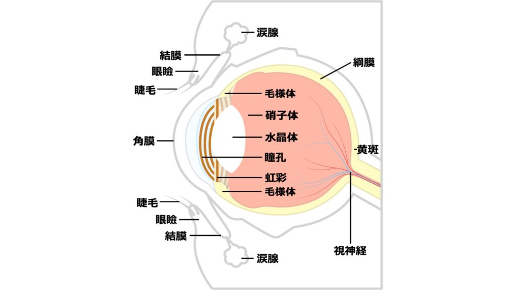 眼瞼と眼の構造