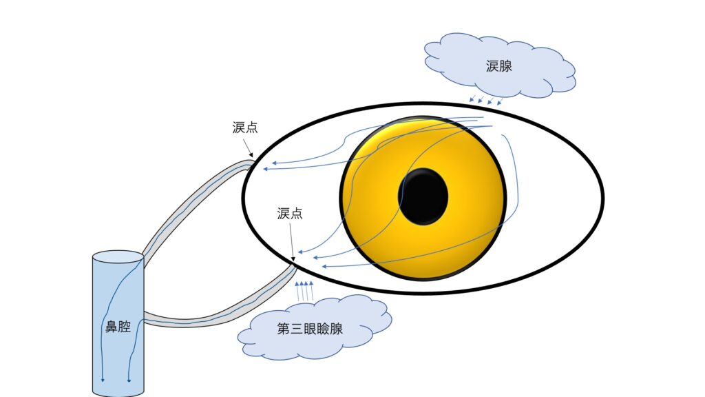 涙ができる仕組み02