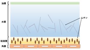 涙ができる仕組み01