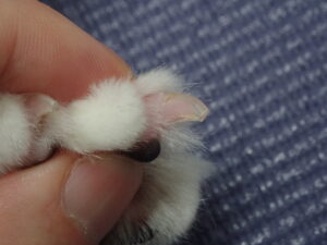 猫の爪切りの様子