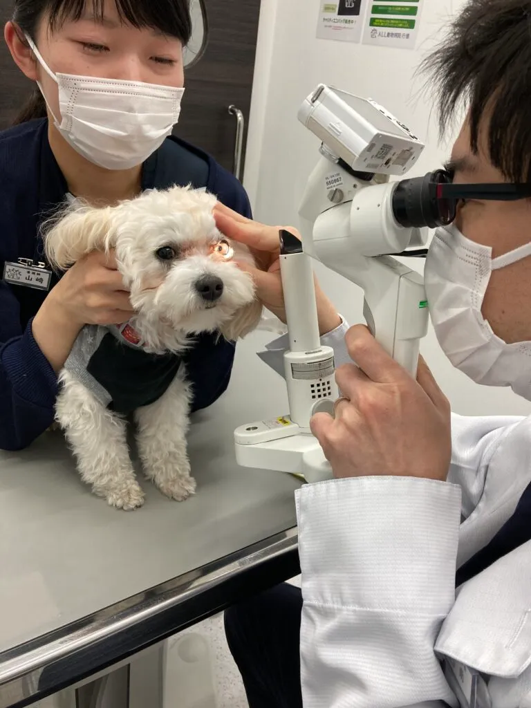 犬もドライアイになる！気づかないうちに重症化していることも。一度眼科へ！