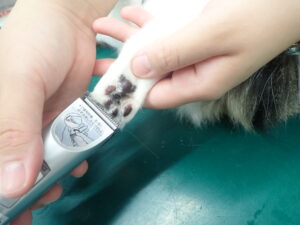 バリカンで爪を切る