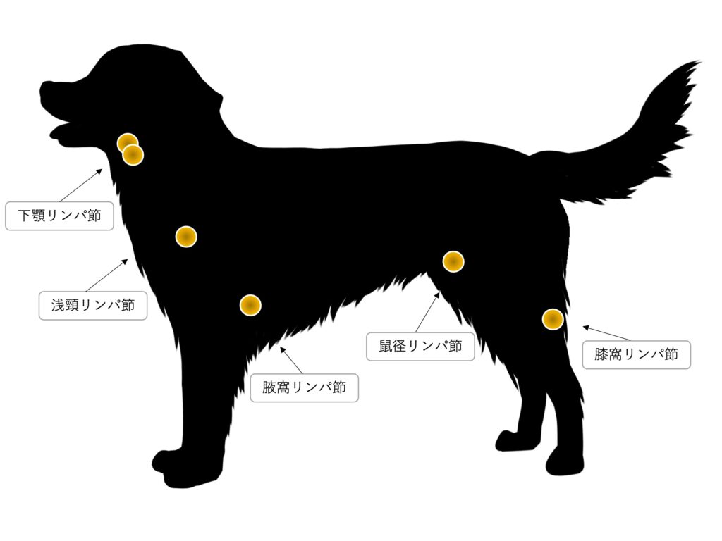 犬のリンパ腫