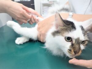 採血されながらお菓子を食べる猫