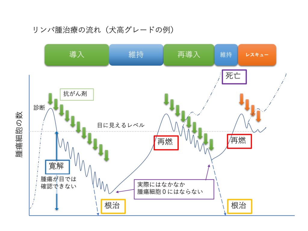 リンパ腫治療の流れ