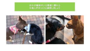 ペットのしつけ05
