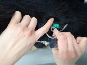 全量点滴後、翼状針を抜く