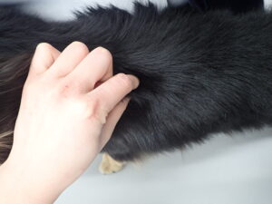 輸液剤の漏れや出血がないかの確認