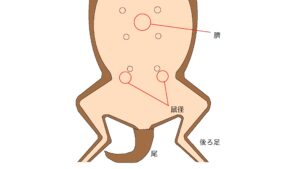 鼠径ヘルニアと臍ヘルニア