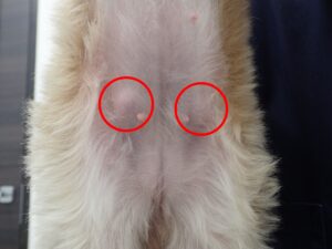 鼠径ヘルニア