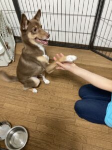 犬のしつけのポイントは上手な褒め方・叱り方