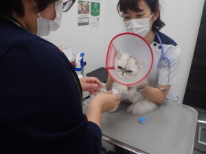 処置中