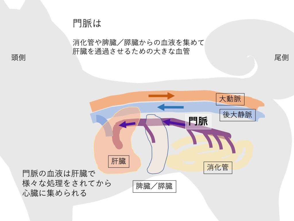 門脈