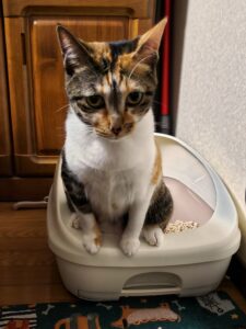 トイレをしている三毛猫