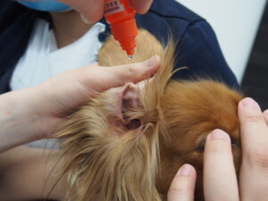 犬に点耳薬を垂らす様子