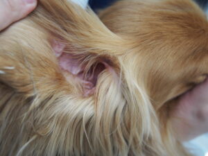 耳介を引っ張り、耳の穴を確認する様子