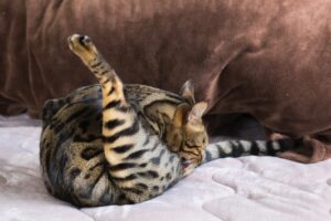 お尻周りを舐めている猫