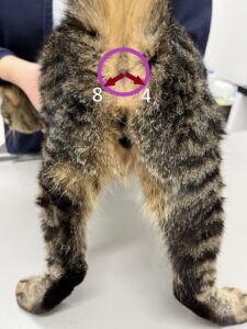 猫の肛門腺
