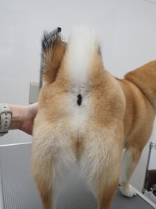 犬の肛門腺
