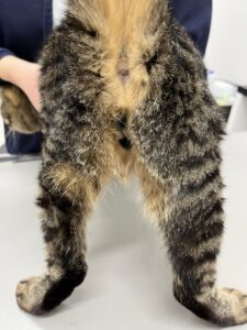 猫の肛門腺