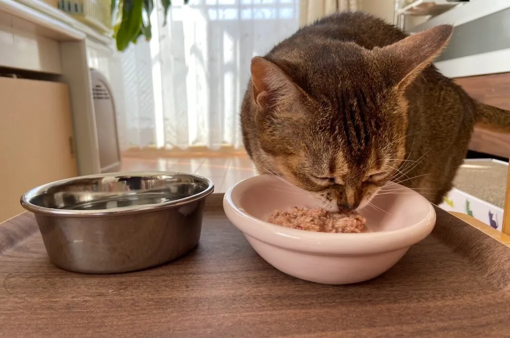 どうして食べてくれないの？その原因と犬や猫にごはんを上げる工夫について解説します。