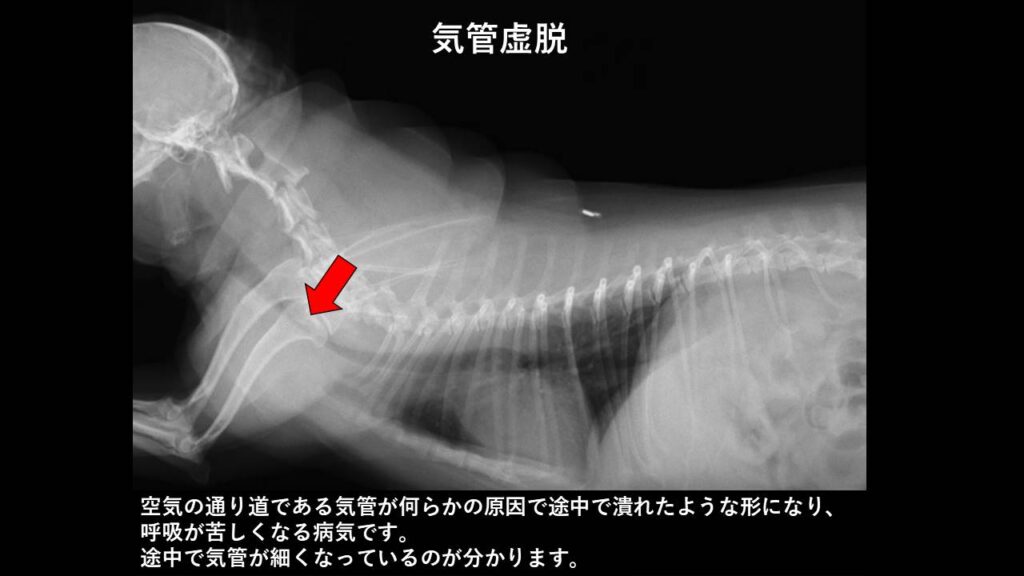 気管虚脱の診断