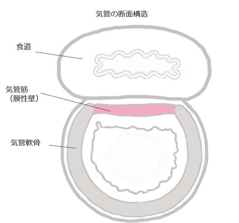 気管の断面構造