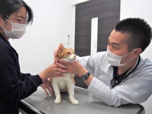 猫を診察している獣医師、スタッフ