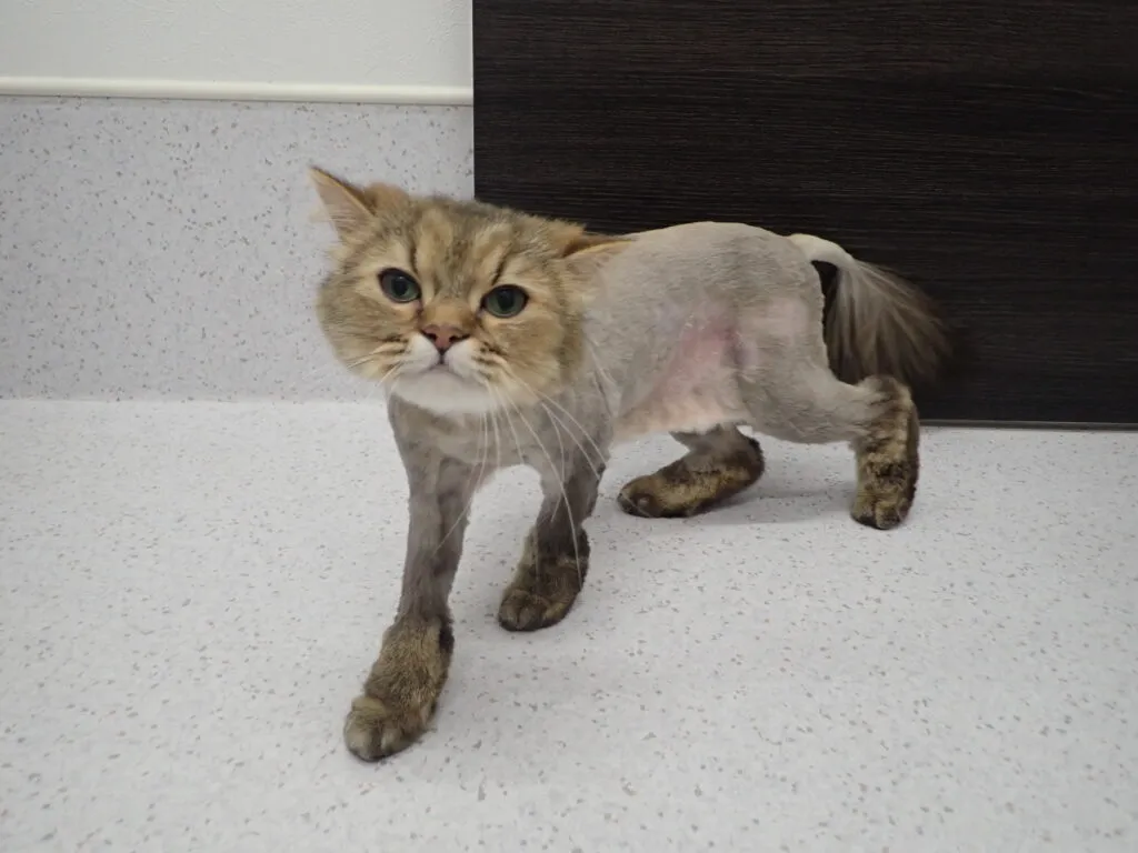 猫にトリミングって必要なの？当院のトリミングをご紹介します！