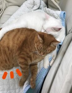 肥満気味の猫