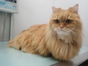 長毛種の猫