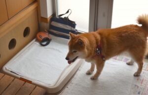 消化能力が低下したシニア犬