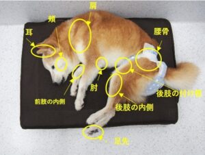 床ずれが起きやすい箇所