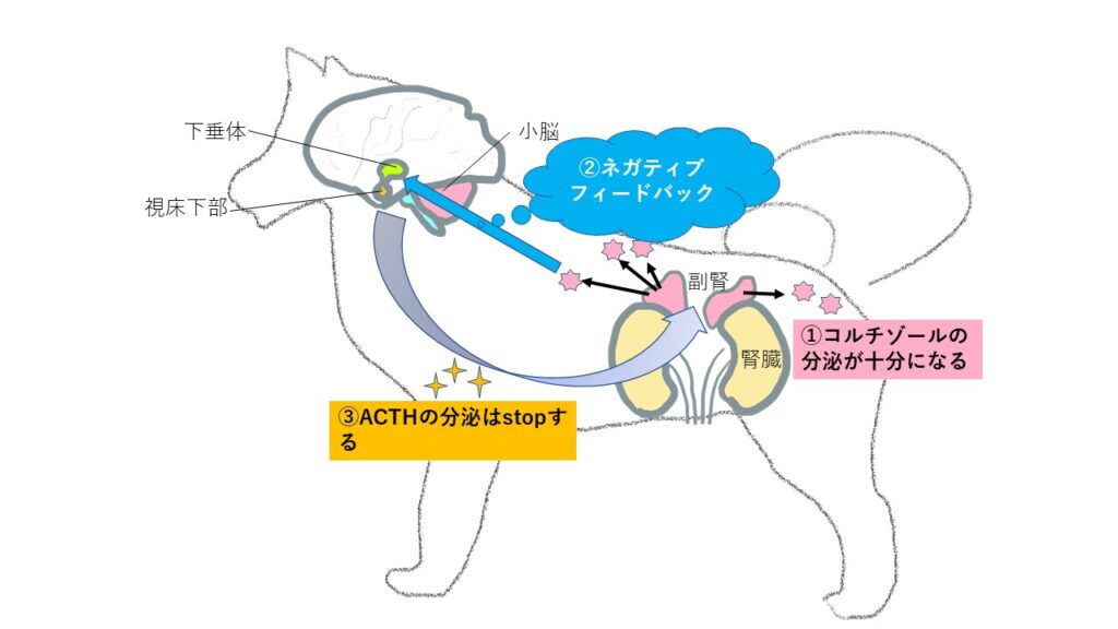 アジソン病01