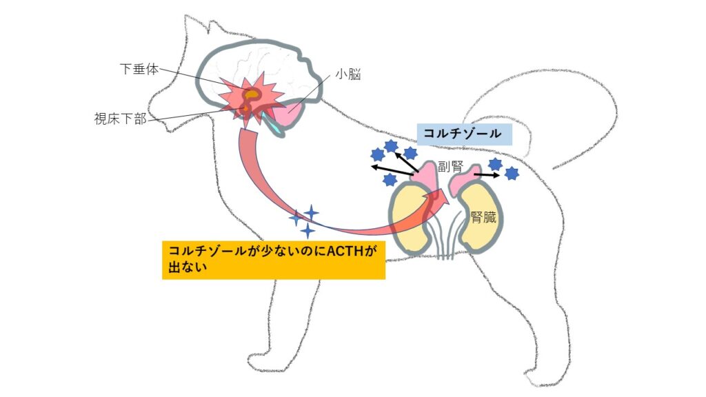 アジソン病03