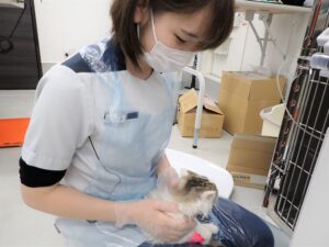 猫の処置