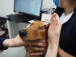 目薬を1滴投下し、上を向かせる
