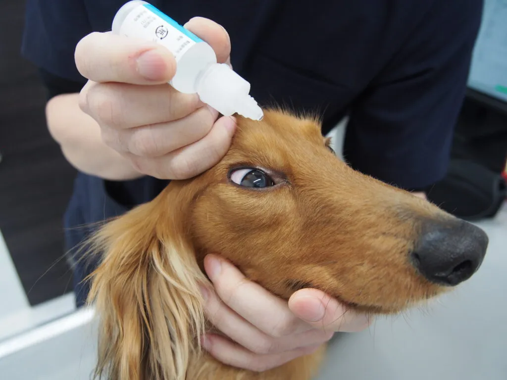 犬や猫の目薬の差し方のコツを解説します！