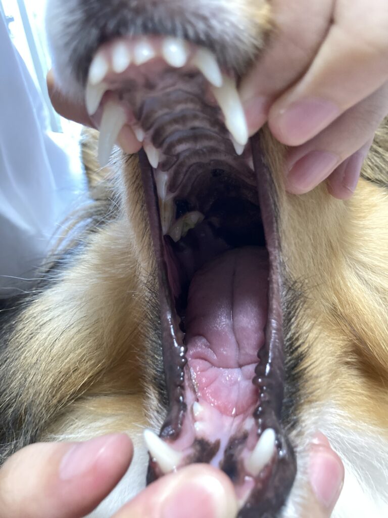 開口した写真