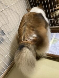 排泄の様子