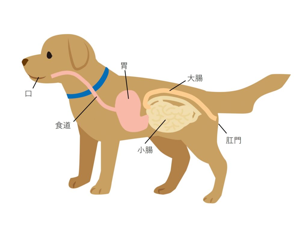 犬の消化管